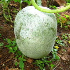 Ash Gourd